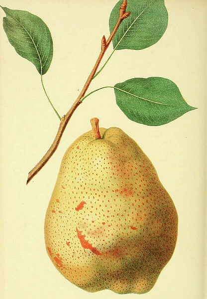 European pear (Pyrus communis) Duchesse dAngouleme, old pear variety from France