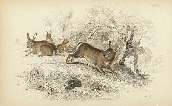 European rabbit, Oryctolagus cuniculus (Rabbit or burrowing hare, Lepus cuniculus). Handcoloured steel engraving by Lizars after an illustration by James Stewart from William Jardine's Naturalist's Library, Edinburgh, 1836