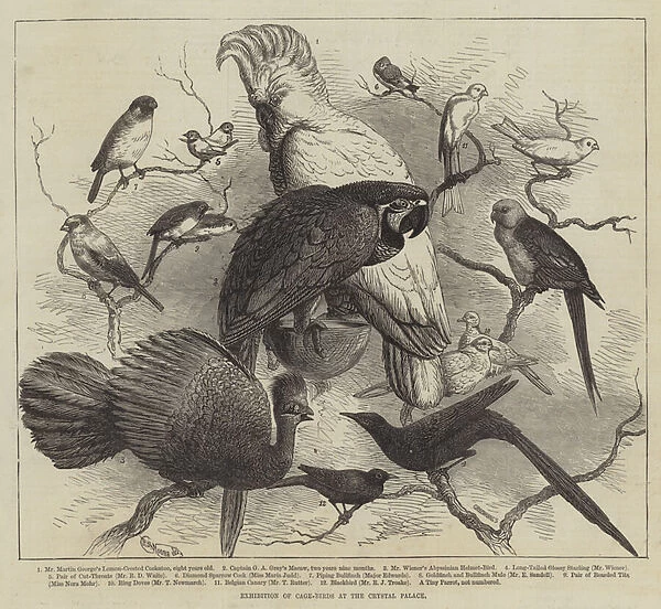 Exhibition of Cage-Birds at the Crystal Palace (engraving)