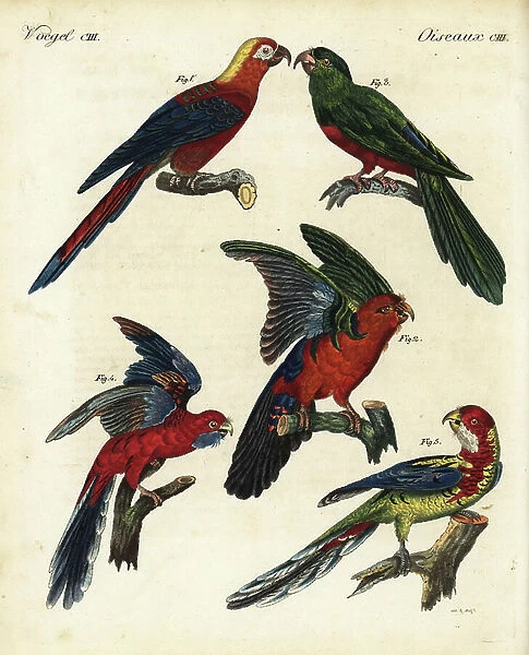 Extinct Cuban red macaw, Ara tricolor 1, blue backed parrot, Tanygnathus sumatranus, male 2, female 3, crimson rosella, Platycercus elegans 4, and Eastern rosella, Platycercus eximius 5