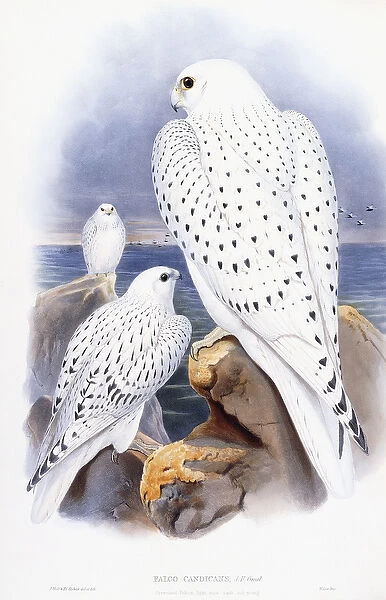 Falco Candicans (Greenland Falcon), 1862-1873 (hand-coloured lithograph)