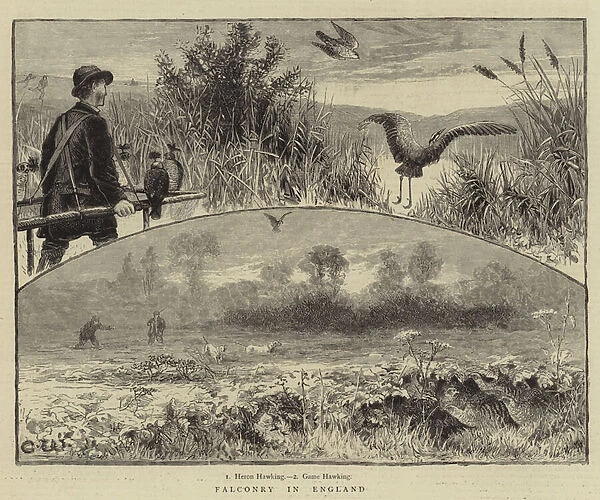 Falconry in England (engraving)