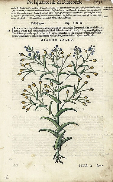 False flax oil, Camelina sativa. Handcoloured woodblock print by Wolfgang Meyerpick after an illustration by Giorgio Liberale from Pietro Andrea Mattioli's Discorsi di P.A