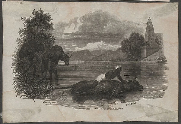 Farmers carry dead cattle, ca. 1850 (engraving)