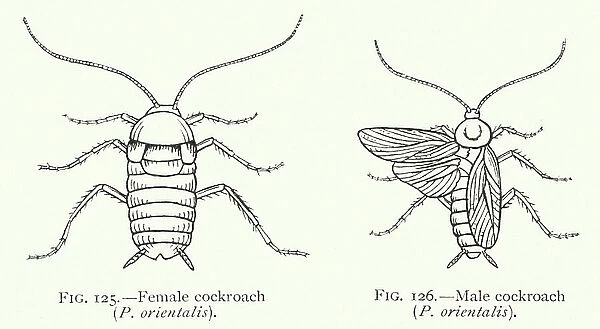 Female and male cockroach (engraving)