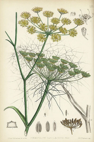 Fennel, Foeniculum vulgare (Foeniculum capillaceum). Handcoloured lithograph by Hanhart after a botanical illustration by David Blair from Robert Bentley and Henry Trimen's Medicinal Plants, London, 1880