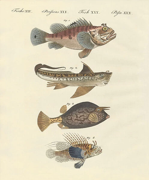 Fish with a strange form (coloured engraving)
