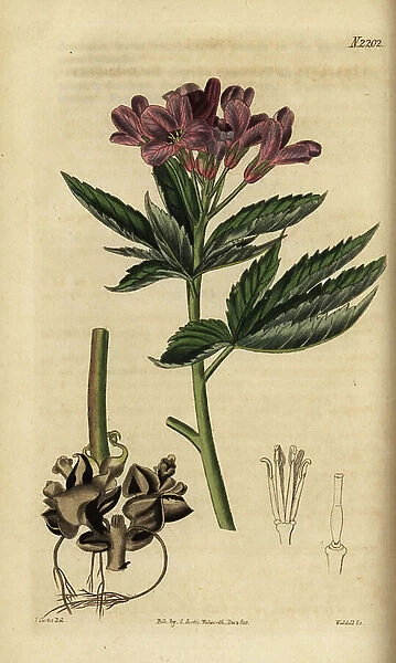 Five-leaflet bitter-cress or showy toothwort, Cardamine pentaphyllos (Dentaria pentaphyllos). Handcoloured copperplate engraving by Weddell after an illustration by John Curtis from Samuel Curtis Botanical Magazine, London, 1821