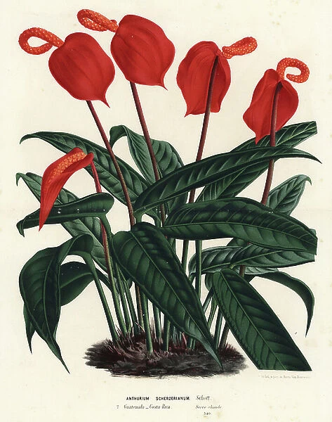 Flamingo flower, Anthurium scherzerianum. Handcoloured lithograph from Louis van Houtte and Charles Lemaire's Flowers of the Gardens and Hothouses of Europe, Flore des Serres et des Jardins de l'Europe, Ghent, Belgium, 1867-1868