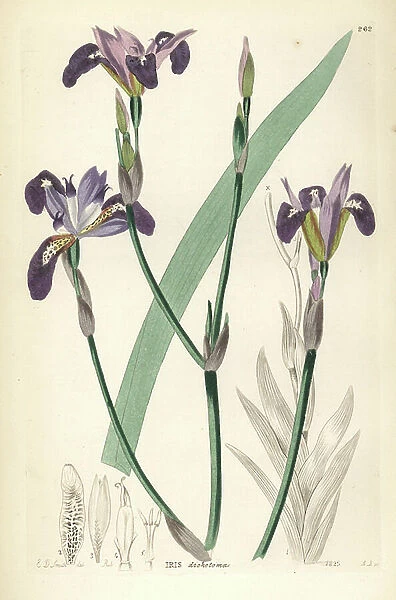 Forked-petaled flower de luce, Iris dichotoma. Handcoloured copperplate engraving by A. Bailey after Edwin Dalton Smith from John Lindley and Robert Sweet's Ornamental Flower Garden and Shrubbery, G. Willis, London, 1854