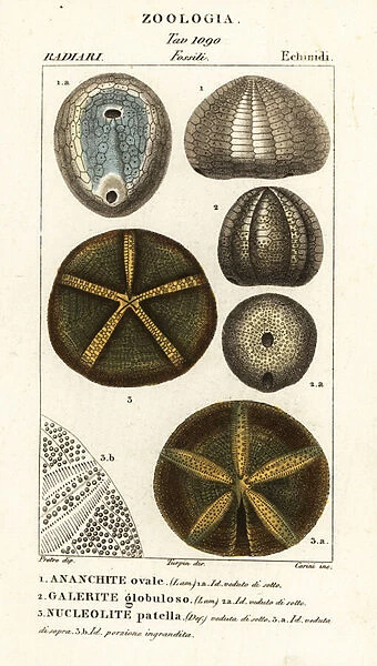 Fossils of extinct sea urchins: Echinocorys (Ananchites) 1, Galerites globulosus 2, and Nucleolites patella 3