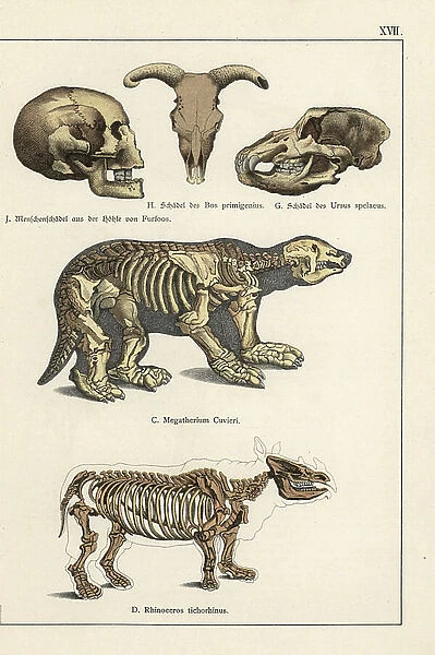 Fossils: human skull of Furfooz cave (Belgium), auroch and bear skulls, skeleton of lazy giant and woolly rhinoceros - Chromolithography of Geology and Paleontology by Friedrich Rolle (1827-1887)