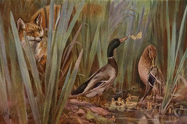 Fox watching a family of ducks (colour litho)