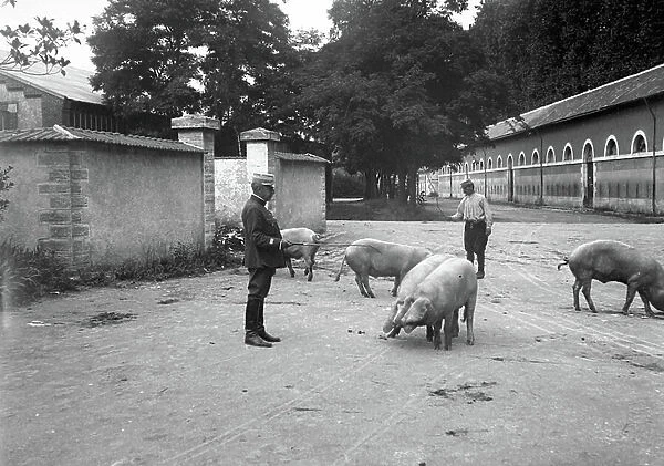 France, Centre, Indre-et-Loire (37), Saint Roch: breeding pigs for the military, 1917