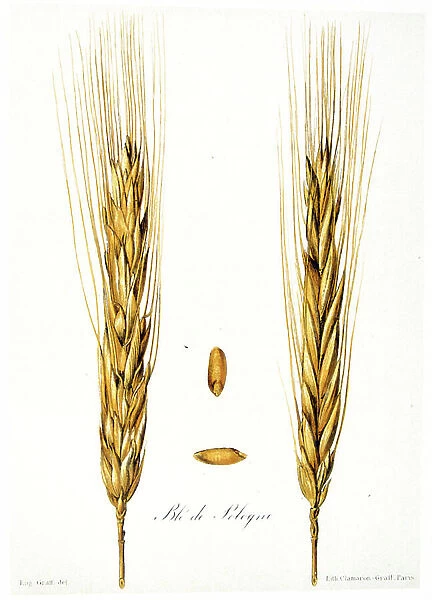 French 19th century illustration of ears of corn