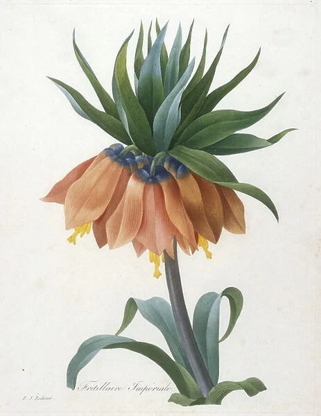 Fritillaire Imperiale, from Choix Des Plus Belle Fleurs et des Plus Beaux Fruits, 1827