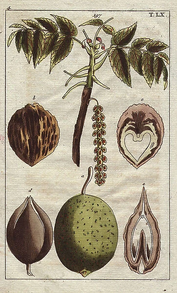Fruit, leaves, catkins and flowers of the black walnut tree, Juglans nigra