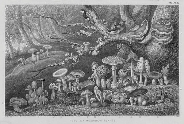 Fungi or Mushroom Plants (coloured engraving)