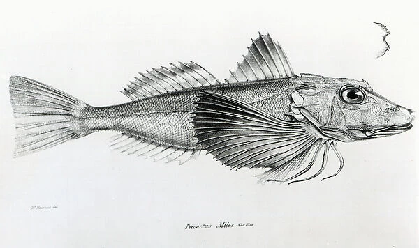 Galapagos Gurnard, plate 6 from The Zoology of the Voyage of H