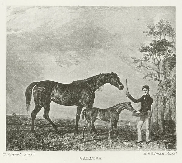 Galatea, foaled 1816 (b  /  w photo)