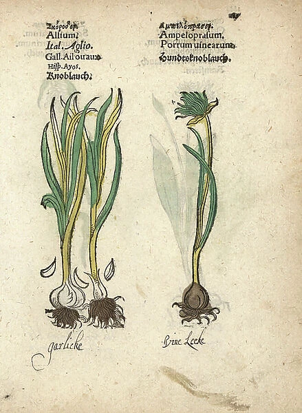 Garlic, Allium sativum, and wild garlic, Allium vineale. Handcoloured woodblock engraving of a botanical illustration from Adam Lonicer's Krauterbuch, or Herbal, Frankfurt, 1557