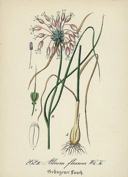 Garlic carene - Keeled garlic or itch's garlic, Allium carinatum (Allium flexum) - Handcoloured lithograph from Diederich von Schlechtendal's German Flora (Flora von Deutschland), Jena, 1871