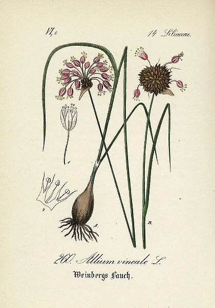 Garlic from the vines - Wild garlic, crow garlic or stag's garlic, Allium vineale. Handcoloured lithograph from Diederich von Schlechtendal's German Flora (Flora von Deutschland), Jena, 1871