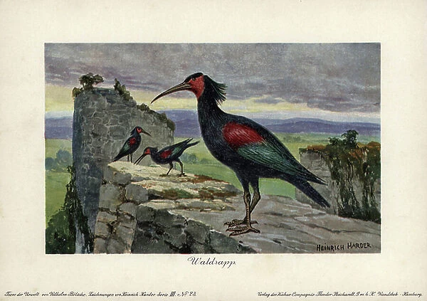 Geronticus balcanicus, ancestral form of the bald ibis or ibis hermite (Geronticus eremita). Chromolithography by Heinrich Keeper (1858-1935) (series prehistoric animals of the Reichardt Cocoa Company)