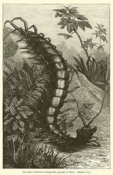 The Giant Centipede (Scolopendra gigantea) of India, Natural size (engraving)
