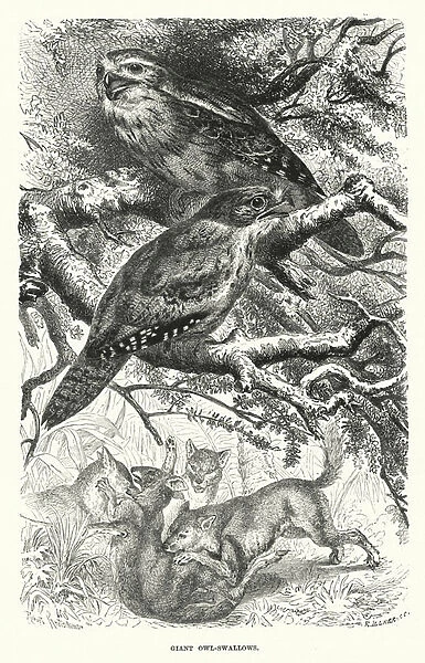 Giant owl-swallows (engraving)