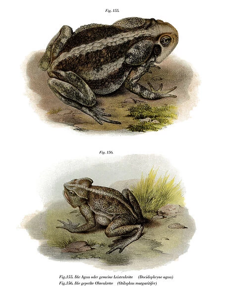 Giant Toad (colour litho)
