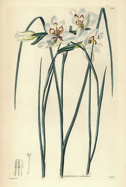 Glaieul - Little painted lady, Gladiolus debilis (spoon-lipped corn-flag, Gladiolus cochleatus). Handcoloured copperplate engraving by Weddell after Edwin Dalton Smith from John Lindley and Robert Sweet's Ornamental Flower Garden and Shrubbery, G