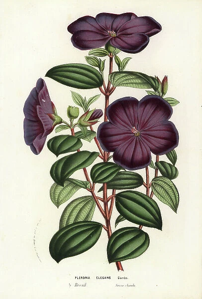 Glory bush, Tibouchina elegans (Pleroma elegans). Handcoloured lithograph from Louis van Houtte and Charles Lemaire's Flowers of the Gardens and Hothouses of Europe, Flore des Serres et des Jardins de l'Europe, Ghent, Belgium, 1857
