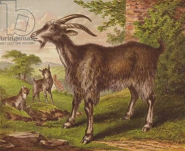 Goat (colour litho)