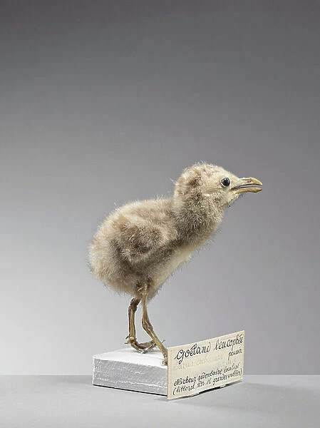 Goeland leucophee, chick (Larus michahellis), yellow-legged gull - Museum d'histoire naturelle de Marseille
