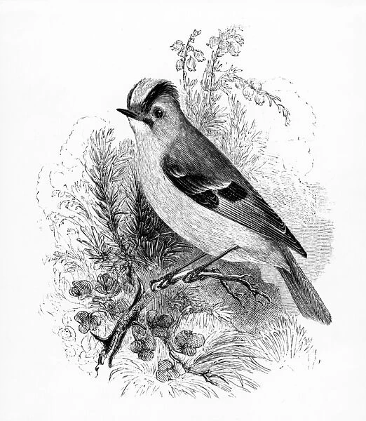 Golden Crested Regulus, illustration from A History of British Birds by William Yarrell