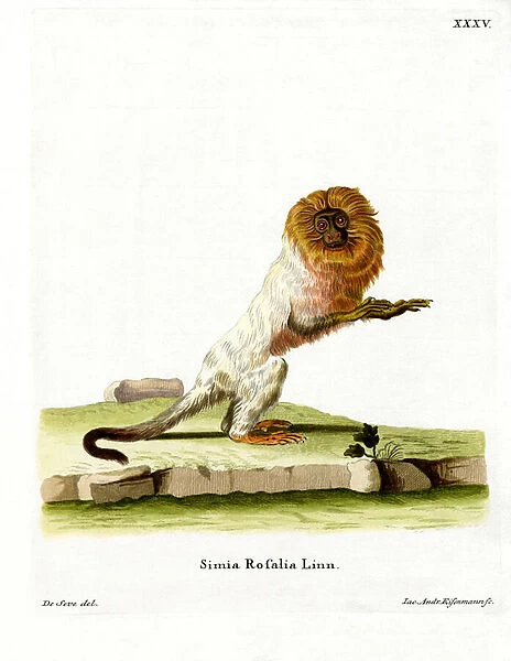Golden Lion Tamarin (coloured engraving)