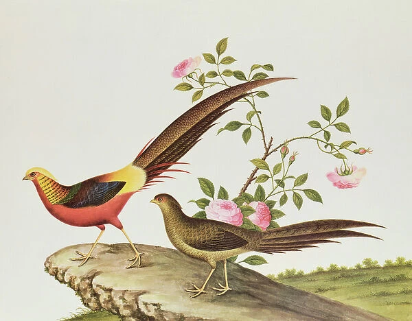 A golden pheasant, Ch ien-lung period (1736-96) (colour on paper)