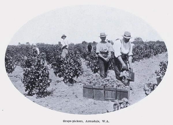 Grape-pickers, Armadale, WA (b  /  w photo)