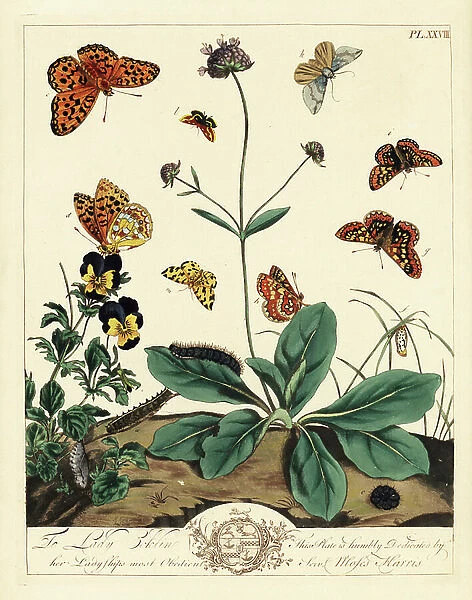 Greasy fritillary, Euphydryas aurinia, high brown fritillary, Fabriciana adippe, treble-bar moth, Aplocera plagiata, speckled yellow, Pseudopanthera macularia, and crimson and gold moth, Pyrausta purpuralis, on devil's bit scabious