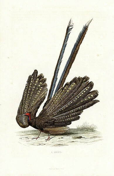 Great argus, Argusianus argus. Handcoloured engraving on steel by Anneshower after a drawing by Edouard Travies from Richard's ' New Edition of the Complete Works of Buffon,' Pourrat Freres, Paris, 1837
