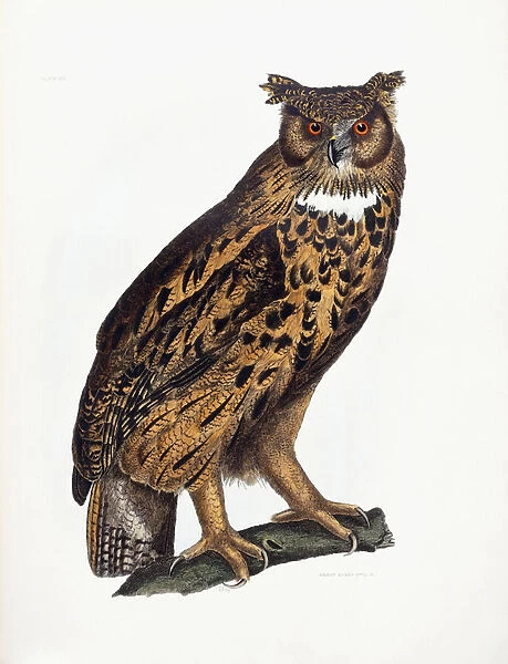 Great Eared Owl, 1841 (hand-coloured engraving)