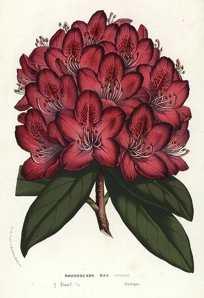Great rhododendron hybrid, Othello, Rhododendron maximum, grown by Standish & Noble. Handcoloured lithograph from Louis van Houtte and Charles Lemaire's Flowers of the Gardens and Hothouses of Europe, Flore des Serres et des Jardins de l'Europe