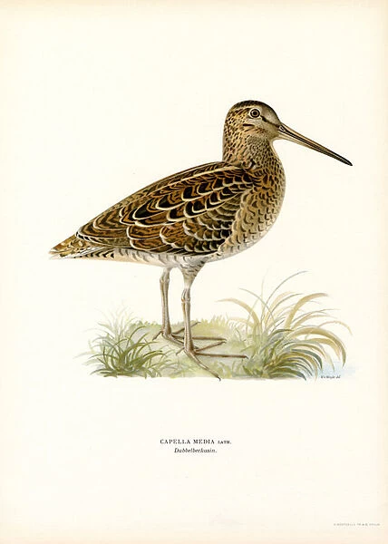 Great Snipe (colour litho)