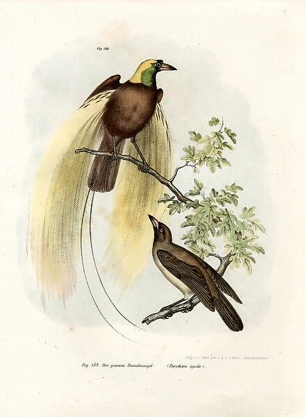 Greater Bird of Paradise, 1864 (colour litho)