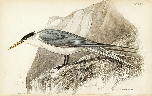 Greater crested tern, Thalasseus bergii (Crested tern, Sterna cristata). Handcoloured steel engraving by William Lizars after William Swainson from Sir William Jardine's Naturalist's Library: Ornithology: Birds of Western Africa, Edinburgh, W.H