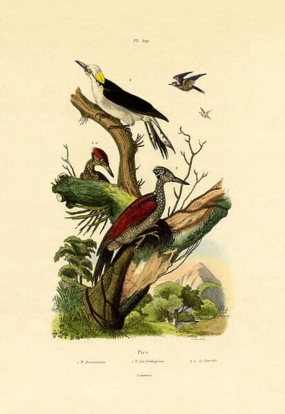 Greater Flameback, 1833-39 (coloured engraving)