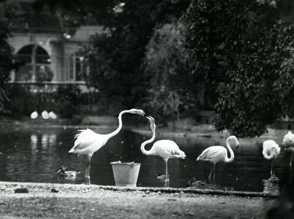 Greater Flamingos on their lake at London Zoo in 1924 (b  /  w photo)