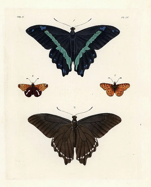 Green-banded swallowtail butterfly, Papilio nireus 1, 2, and spotted fritillary, Melitaea didyma (Melitaea cytheris) 3, 4, ventral and dorsal. Handcoloured lithograph from John O