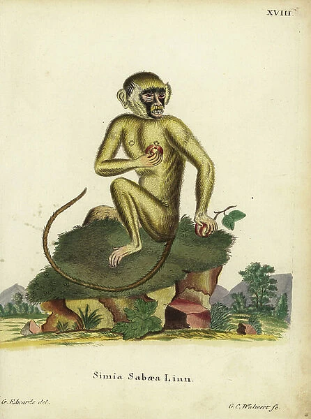 Green monkey, Chlorocebus sabaeus. Simia sabaea Linn. Handcoloured copperplate engraving by G.C. Walwerth after an illustration by George Edwards from Johann Christian Daniel Schreber's Animal Illustrations after Nature